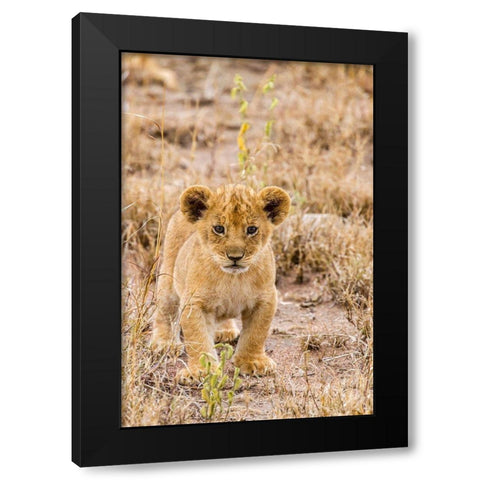 Africa-Tanzania-Serengeti National Park African lion cub close-up  Black Modern Wood Framed Art Print by Jaynes Gallery