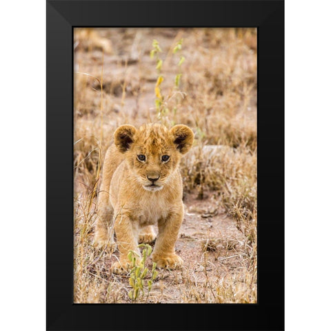 Africa-Tanzania-Serengeti National Park African lion cub close-up  Black Modern Wood Framed Art Print by Jaynes Gallery