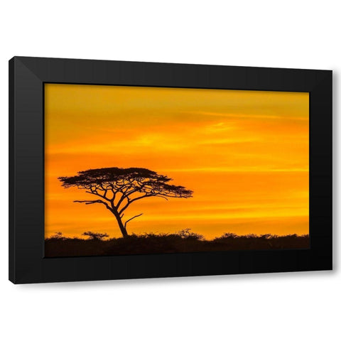 Africa-Tanzania-Serengeti National Park Acacia tree silhouette at sunset  Black Modern Wood Framed Art Print by Jaynes Gallery