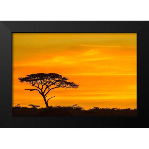 Africa-Tanzania-Serengeti National Park Acacia tree silhouette at sunset  Black Modern Wood Framed Art Print by Jaynes Gallery