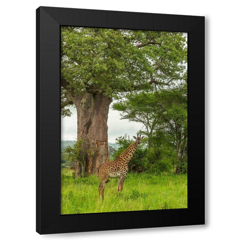 Africa-Tanzania-Tarangire National Park Maasai giraffe and large tree  Black Modern Wood Framed Art Print with Double Matting by Jaynes Gallery