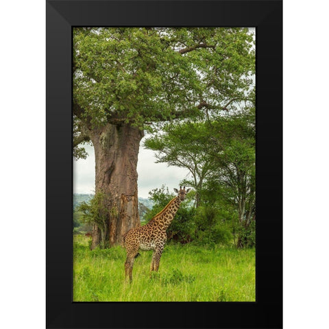 Africa-Tanzania-Tarangire National Park Maasai giraffe and large tree  Black Modern Wood Framed Art Print by Jaynes Gallery