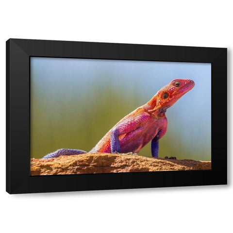 Africa-Tanzania-Serengeti National Park Agama lizard close-up  Black Modern Wood Framed Art Print by Jaynes Gallery