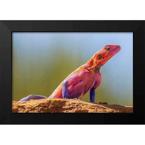 Africa-Tanzania-Serengeti National Park Agama lizard close-up  Black Modern Wood Framed Art Print by Jaynes Gallery