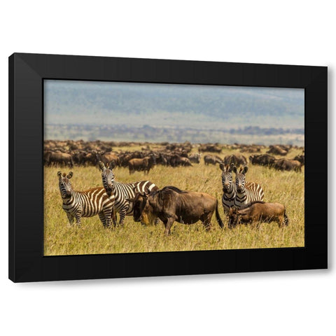 Africa-Tanzania-Serengeti National Park Migration of zebras and wildebeests  Black Modern Wood Framed Art Print with Double Matting by Jaynes Gallery
