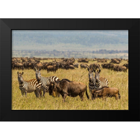 Africa-Tanzania-Serengeti National Park Migration of zebras and wildebeests  Black Modern Wood Framed Art Print by Jaynes Gallery