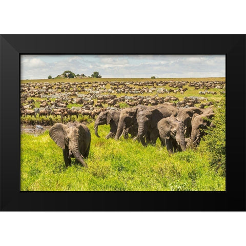 Africa-Tanzania-Serengeti National Park Migration of zebras and wildebeests with elephant herd  Black Modern Wood Framed Art Print by Jaynes Gallery