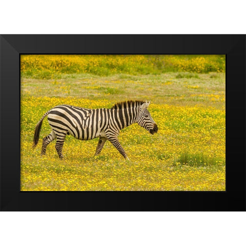 Africa-Tanzania-Ngorongoro Crater Zebra walking in flower field  Black Modern Wood Framed Art Print by Jaynes Gallery