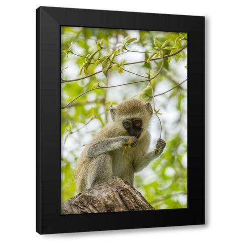Africa-Tanzania-Tarangire National Park Young vervet monkey close-up  Black Modern Wood Framed Art Print by Jaynes Gallery