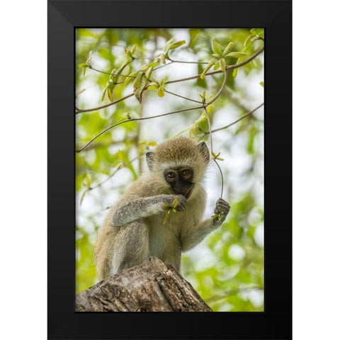 Africa-Tanzania-Tarangire National Park Young vervet monkey close-up  Black Modern Wood Framed Art Print by Jaynes Gallery