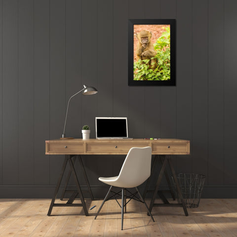 Africa-Tanzania-Lake Manyara National Park Olive baboon baby close-up  Black Modern Wood Framed Art Print by Jaynes Gallery