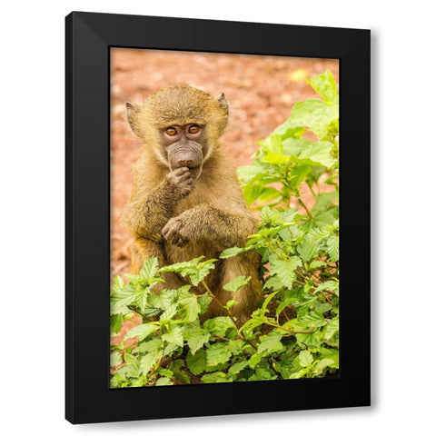 Africa-Tanzania-Lake Manyara National Park Olive baboon baby close-up  Black Modern Wood Framed Art Print with Double Matting by Jaynes Gallery