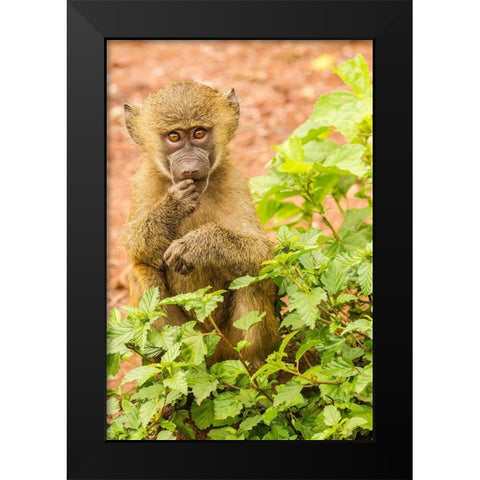 Africa-Tanzania-Lake Manyara National Park Olive baboon baby close-up  Black Modern Wood Framed Art Print by Jaynes Gallery