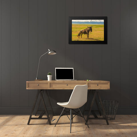 Africa-Tanzania-Ngorongoro Crater White bearded wildebeest on plain  Black Modern Wood Framed Art Print by Jaynes Gallery
