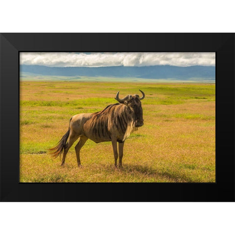 Africa-Tanzania-Ngorongoro Crater White bearded wildebeest on plain  Black Modern Wood Framed Art Print by Jaynes Gallery