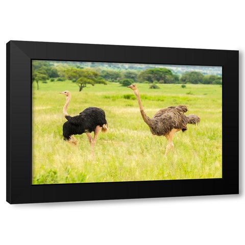 Africa-Tanzania-Tarangire National Park Ostrich male and female close-up  Black Modern Wood Framed Art Print by Jaynes Gallery