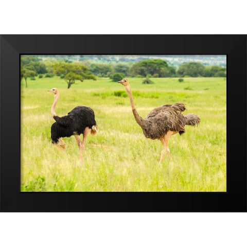 Africa-Tanzania-Tarangire National Park Ostrich male and female close-up  Black Modern Wood Framed Art Print by Jaynes Gallery