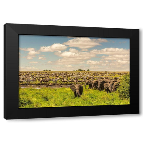 Africa-Tanzania-Serengeti National Park Migration of zebras and wildebeests with elephant herd  Black Modern Wood Framed Art Print with Double Matting by Jaynes Gallery