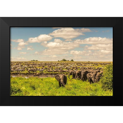 Africa-Tanzania-Serengeti National Park Migration of zebras and wildebeests with elephant herd  Black Modern Wood Framed Art Print by Jaynes Gallery