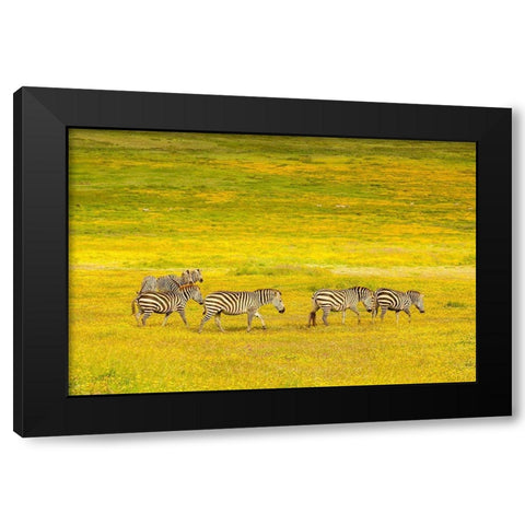 Africa-Tanzania-Ngorongoro Crater Zebras in flower field  Black Modern Wood Framed Art Print by Jaynes Gallery