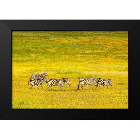 Africa-Tanzania-Ngorongoro Crater Zebras in flower field  Black Modern Wood Framed Art Print by Jaynes Gallery
