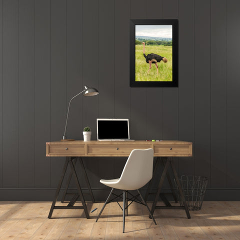 Africa-Tanzania-Tarangire National Park Ostrich male close-up  Black Modern Wood Framed Art Print by Jaynes Gallery