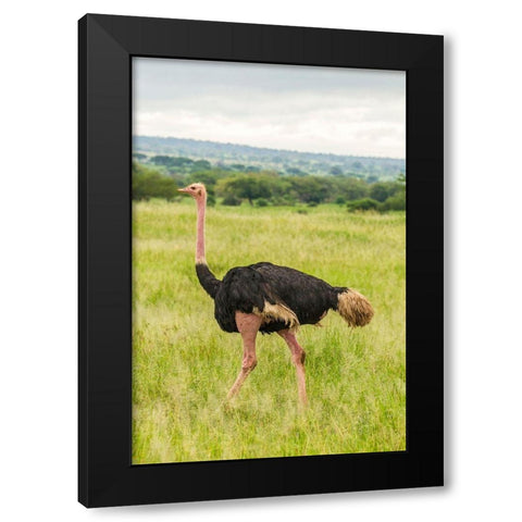 Africa-Tanzania-Tarangire National Park Ostrich male close-up  Black Modern Wood Framed Art Print by Jaynes Gallery
