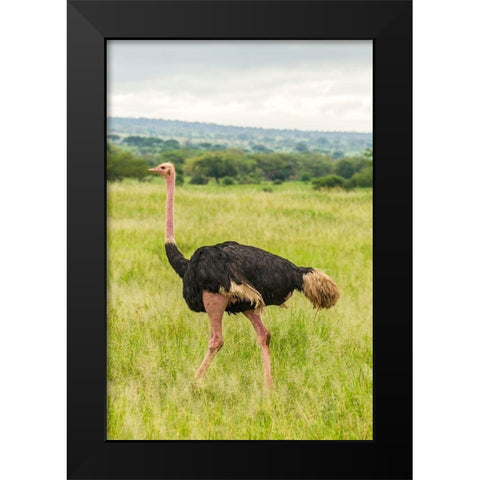 Africa-Tanzania-Tarangire National Park Ostrich male close-up  Black Modern Wood Framed Art Print by Jaynes Gallery