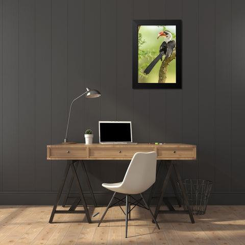Africa-Tanzania-Tarangire National Park Von der Deckens hornbill bird close-up  Black Modern Wood Framed Art Print by Jaynes Gallery