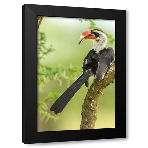 Africa-Tanzania-Tarangire National Park Von der Deckens hornbill bird close-up  Black Modern Wood Framed Art Print by Jaynes Gallery