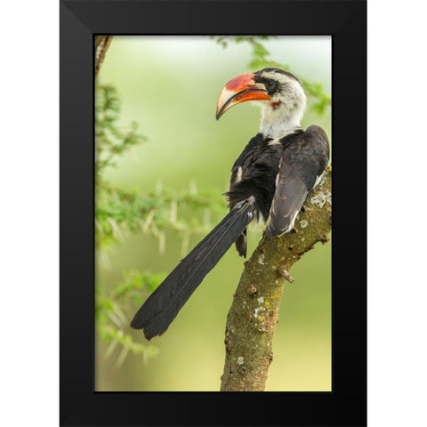 Africa-Tanzania-Tarangire National Park Von der Deckens hornbill bird close-up  Black Modern Wood Framed Art Print by Jaynes Gallery