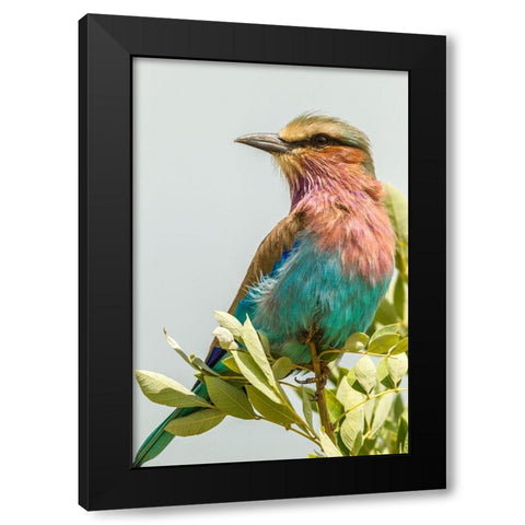 Africa-Tanzania-Tarangire National Park Lilac-breasted roller close-up  Black Modern Wood Framed Art Print by Jaynes Gallery