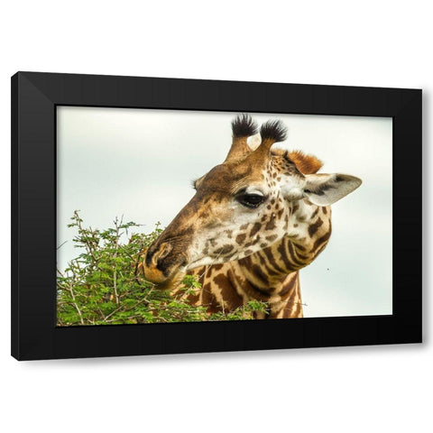Africa-Tanzania-Tarangire National Park Maasai giraffe eating tree leaves  Black Modern Wood Framed Art Print by Jaynes Gallery