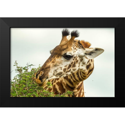 Africa-Tanzania-Tarangire National Park Maasai giraffe eating tree leaves  Black Modern Wood Framed Art Print by Jaynes Gallery