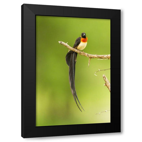 Africa-Tanzania-Tarangire National Park Paradise whydah bird on limb  Black Modern Wood Framed Art Print with Double Matting by Jaynes Gallery