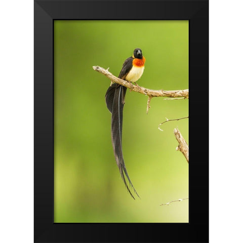 Africa-Tanzania-Tarangire National Park Paradise whydah bird on limb  Black Modern Wood Framed Art Print by Jaynes Gallery