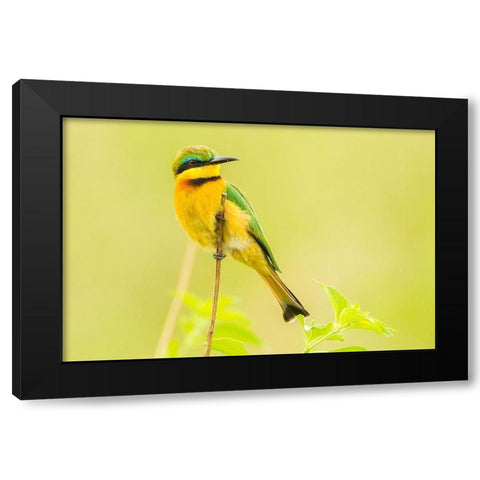 Africa-Tanzania-Tarangire National Park Little bee eater close-up  Black Modern Wood Framed Art Print by Jaynes Gallery