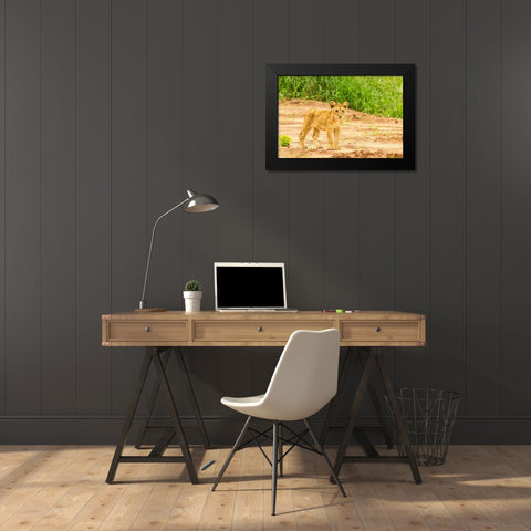 Africa-Tanzania-Tarangire National Park Lion cub close-up  Black Modern Wood Framed Art Print by Jaynes Gallery