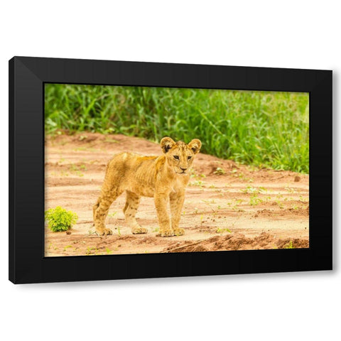 Africa-Tanzania-Tarangire National Park Lion cub close-up  Black Modern Wood Framed Art Print by Jaynes Gallery