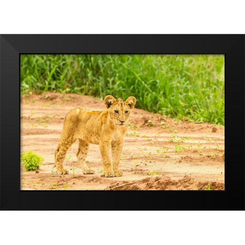 Africa-Tanzania-Tarangire National Park Lion cub close-up  Black Modern Wood Framed Art Print by Jaynes Gallery