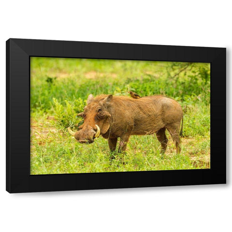 Africa-Tanzania-Tarangire National Park Warthog with yellow-billed Oxpecker grooming him  Black Modern Wood Framed Art Print by Jaynes Gallery