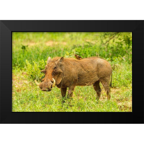 Africa-Tanzania-Tarangire National Park Warthog with yellow-billed Oxpecker grooming him  Black Modern Wood Framed Art Print by Jaynes Gallery