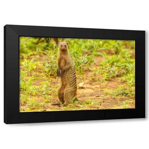 Africa-Tanzania-Tarangire National Park Banded mongoose close-up  Black Modern Wood Framed Art Print with Double Matting by Jaynes Gallery