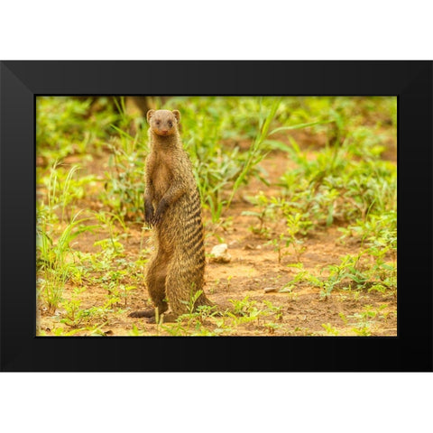 Africa-Tanzania-Tarangire National Park Banded mongoose close-up  Black Modern Wood Framed Art Print by Jaynes Gallery