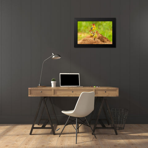 Africa-Tanzania-Tarangire National Park Red-and-yellow barbets on dirt mound  Black Modern Wood Framed Art Print by Jaynes Gallery