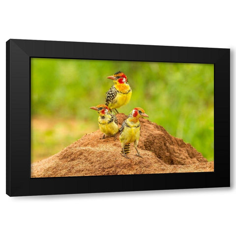 Africa-Tanzania-Tarangire National Park Red-and-yellow barbets on dirt mound  Black Modern Wood Framed Art Print by Jaynes Gallery
