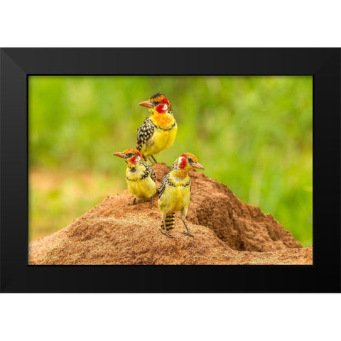 Africa-Tanzania-Tarangire National Park Red-and-yellow barbets on dirt mound  Black Modern Wood Framed Art Print by Jaynes Gallery