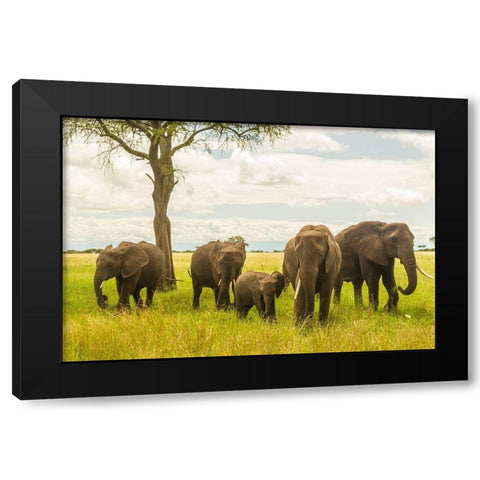 Africa-Tanzania-Tarangire National Park African elephant adults and young  Black Modern Wood Framed Art Print by Jaynes Gallery