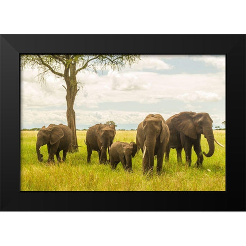 Africa-Tanzania-Tarangire National Park African elephant adults and young  Black Modern Wood Framed Art Print by Jaynes Gallery
