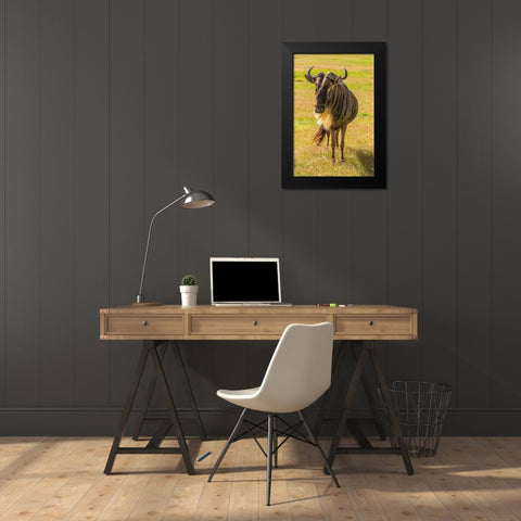 Africa-Tanzania-Ngorongoro Crater White bearded wildebeest close-up  Black Modern Wood Framed Art Print by Jaynes Gallery